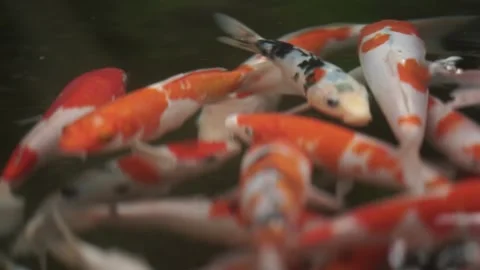 View of red and white koi carp in the fish pond Stock Footage 260213035