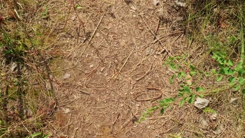 Up view of red ants rushing on a path covered with pine needles. Insects life Stock Footage 145093650