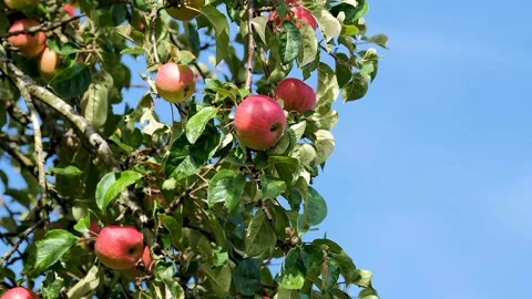The view of red apples Stock Footage 234846519