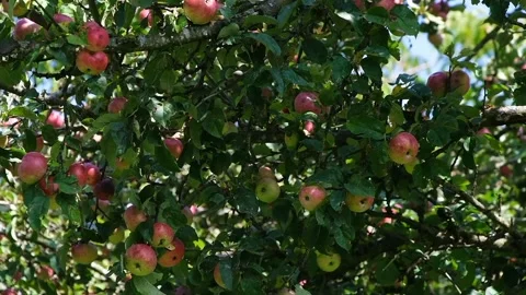 View of red apples Stock Footage 234846520