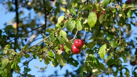 The view of red apples Stock Footage 234846549