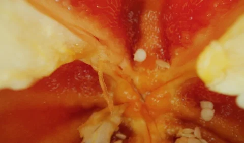 View of Red Bell Pepper Sliced From Inside Macro 4K Stock-Footage 120358054