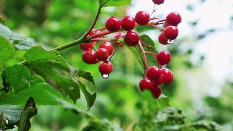 View to the red berries in the park 動画素材 140580980