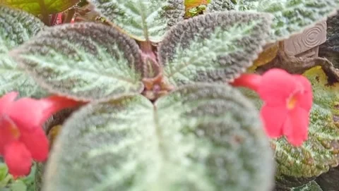 View of red blooming flowers Stock Footage 320814622