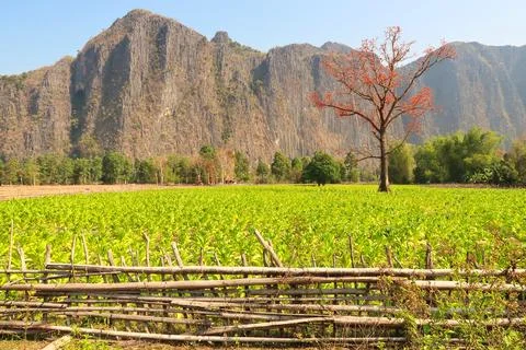 View onto a red blooming tree in bright green, lush farmland, Thakhek Motorbi Stock Photos