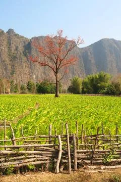 View onto a red blooming tree in lush, green farmland, Thakhek Motorbike Loop Stock Photos