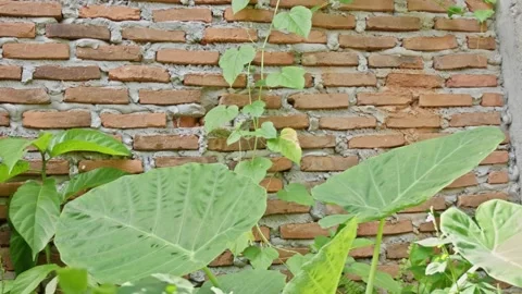 View of red brick wall texture overgrown with green climbing vines and seve.. Video stock 328666646