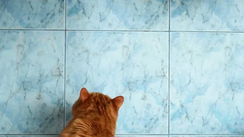 Up view of red British cat on blue floor. Caucasian man's hands try to comb cat Stock Footage 111144910