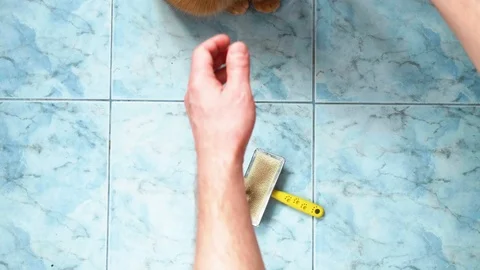 Up view of red British cat on blue floor. Caucasian man's hands try to comb cat Stock Footage 111146347