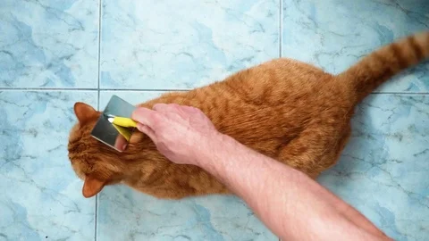 Up view of red British cat on blue floor. Caucasian man's hands try to comb cat Stock Footage 111202505