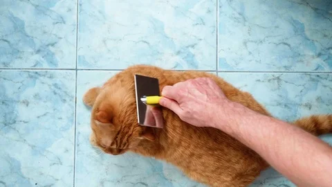 Up view of red British cat on blue floor. Caucasian man's hands try to comb cat Stock Footage 111202928