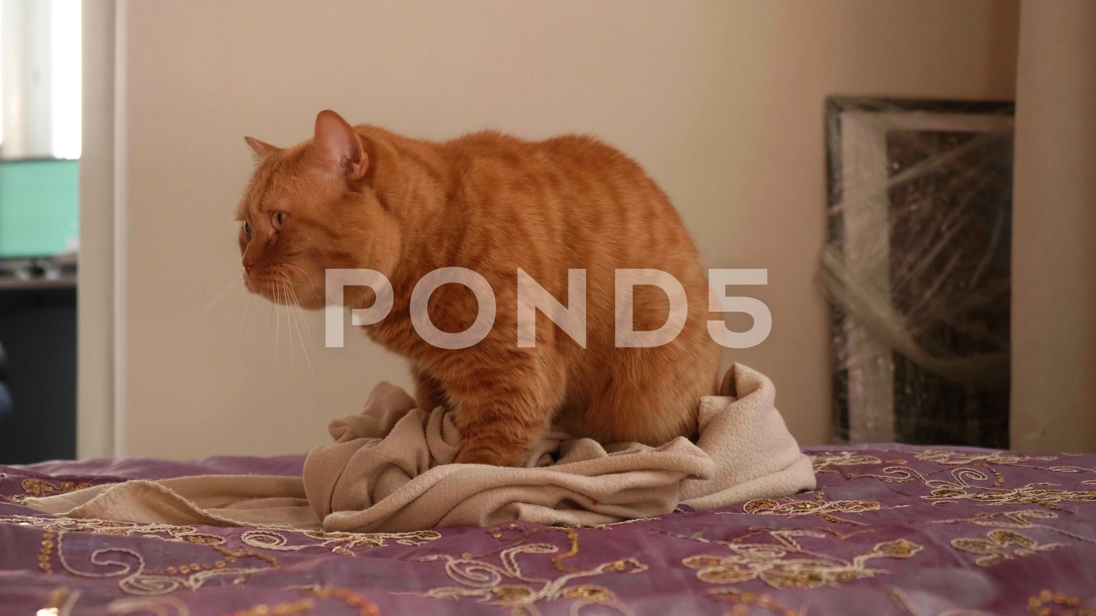 View Of Red British Cat Masturbating On Stock Video Pond5