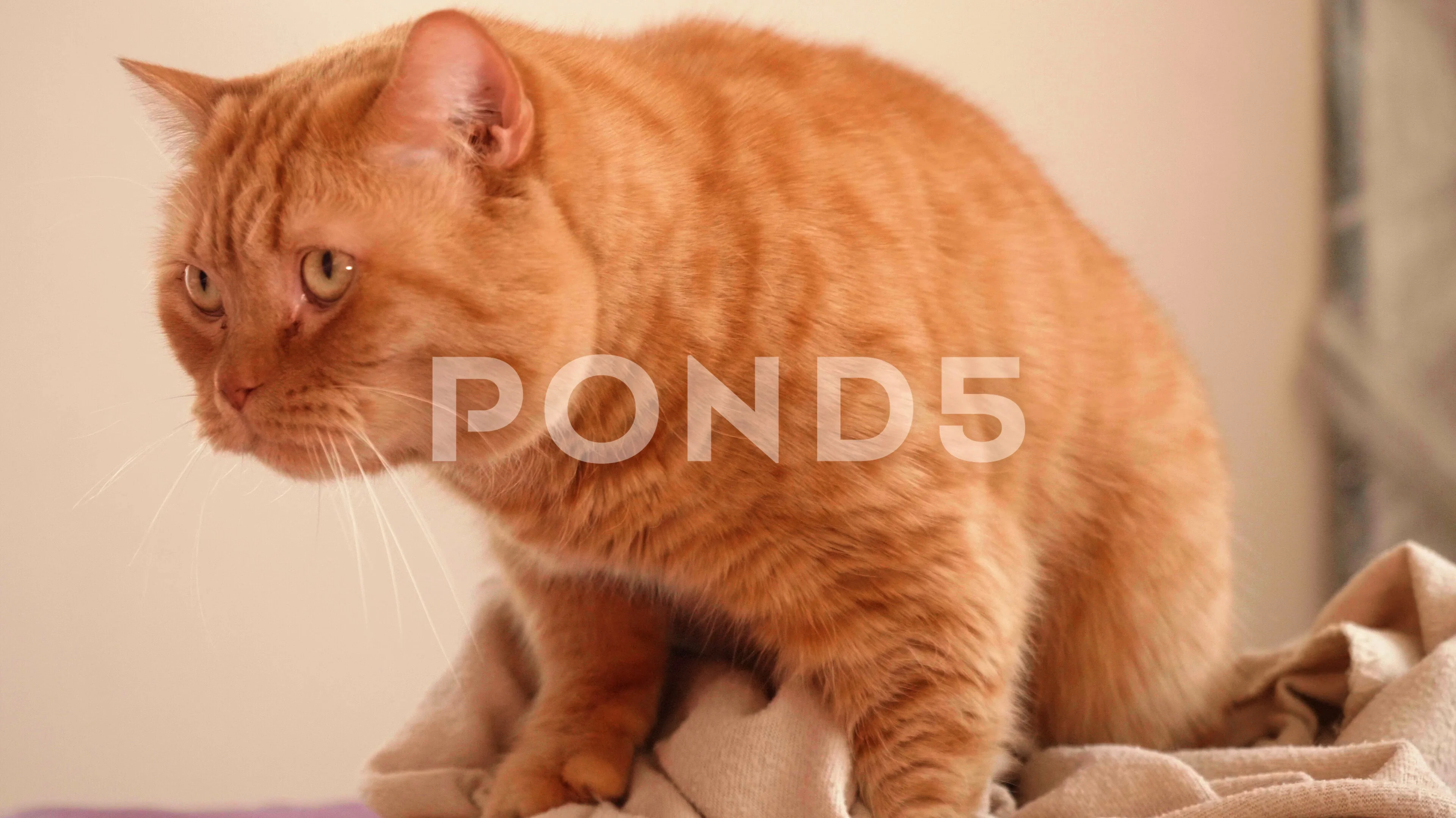 View of red British cat masturbating on ... | Stock Video | Pond5
