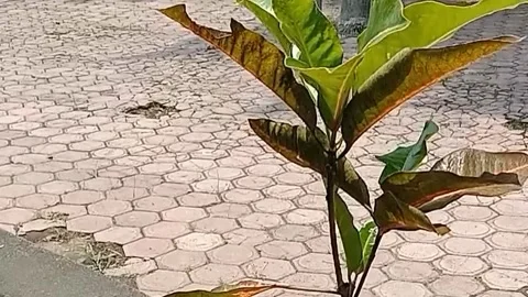 View of the red croton flower Stock Footage 236743599