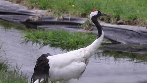 View of a red-crowned crane at Akan International Crane Center, Japan. Video stock 343679697