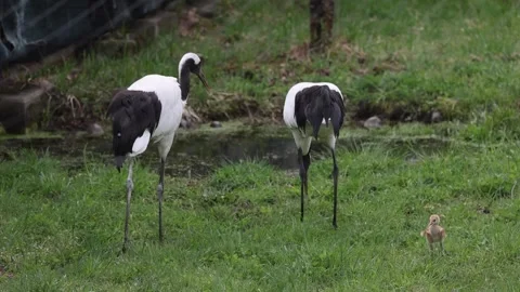 View of red-crowned cranes and chick at Akan Crane Center, Japan. Video stock 343679717