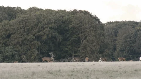 View of Red deer Cervus elaphus Stock Footage 56083180