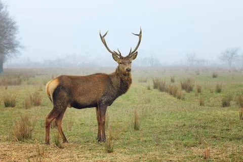 View of red deer Stock Photos