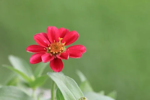 View of red flower Stock Photos