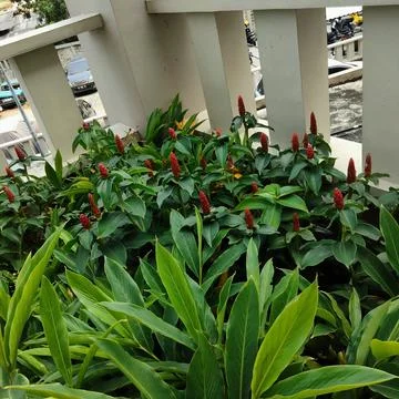 View of red flowers and green leaves Stock Photos