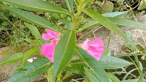 A view of red flowers Stock Footage 237453900