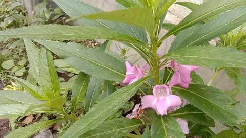 A view of red flowers Stock Footage 237453998