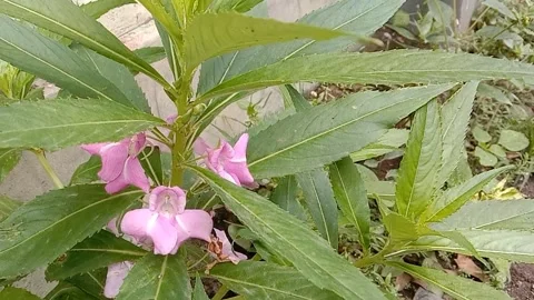 A view of red flowers Stock Footage 237453999