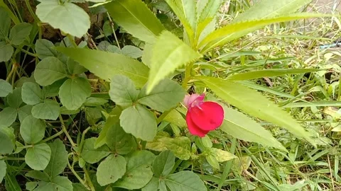 A view of red flowers Stock Footage 237454125