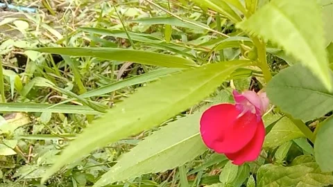 A view of red flowers Stock Footage 237454169