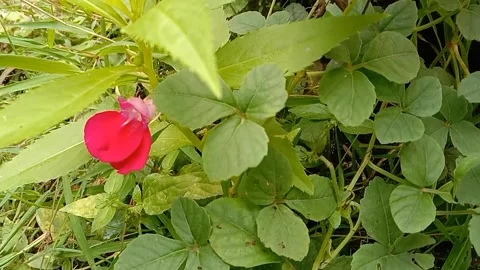 A view of red flowers Stock Footage 237454268