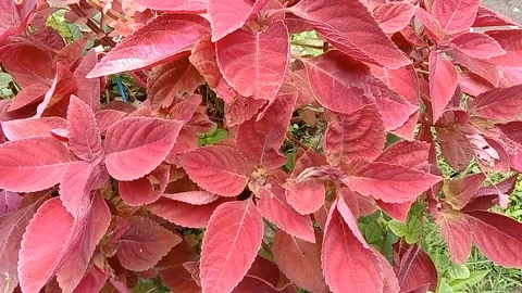 A view of red flowers Stock Footage 237454270