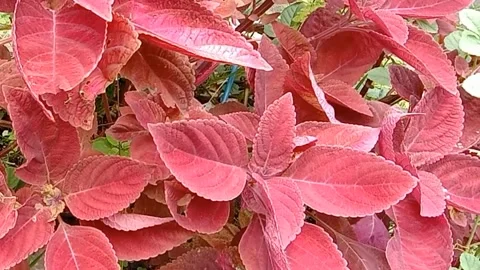A view of red flowers Stock Footage 237454461