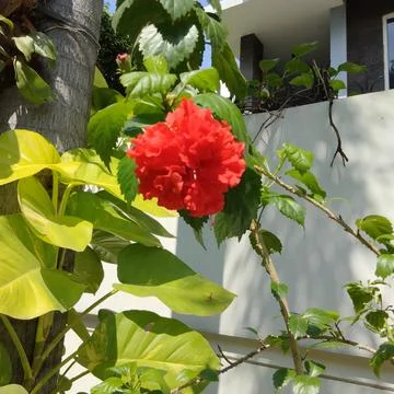 View of red flowers in the yard Stock Photos