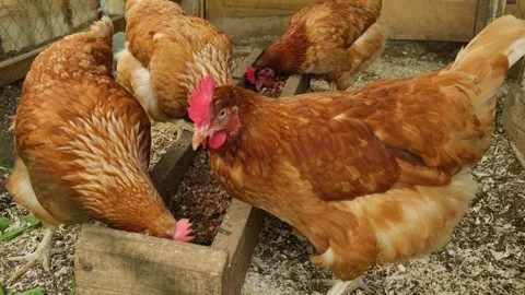 View of red healthy hens chickens on an organic chicken poultry Stock Footage 305637983