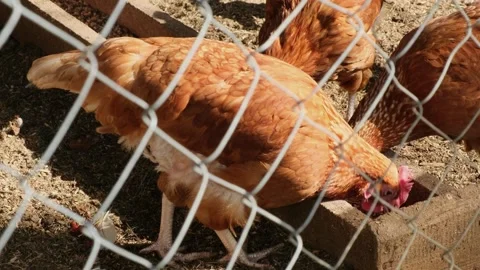 View at red hens behind the corral pecking the food Stock Footage 306952959