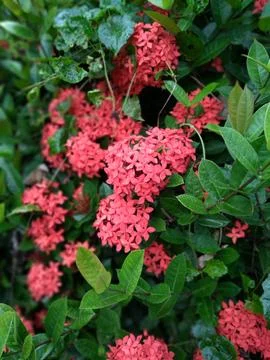 View of Red Ixora coccinea or Red Ashoka blooming in the park Fotos Stock