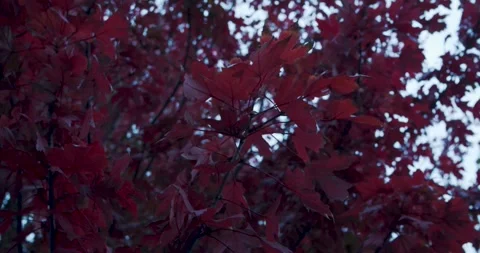 View of red leaves and tree branches as dusk gently settles in, creating a Vídeos de archivo 289652226