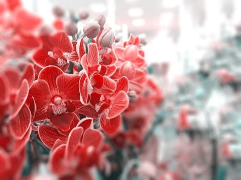 View of red orchids that are standing on a shelf in a store. Plant concept, b Stock Photos