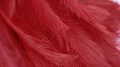 View of red ostrich feather Stock Footage 77020266