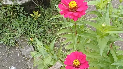 View of red paper flowers Stock Footage 237454515