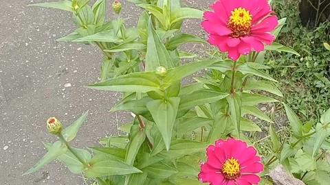 View of red paper flowers Video stock 237454587