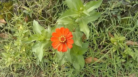 View of red paper flowers Stock Footage 237678137