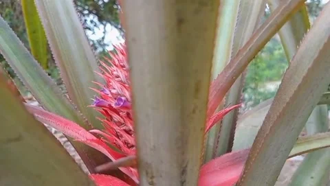 View of red pineapple fruit Stock Footage 319927028