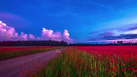 View of a red poppy field along a dirt road in Latvia. Video stock 340638032