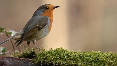View of the red robin Stock Footage 237261636