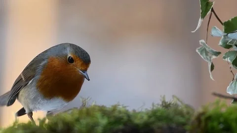 View of the red robin Stock Footage 237261693