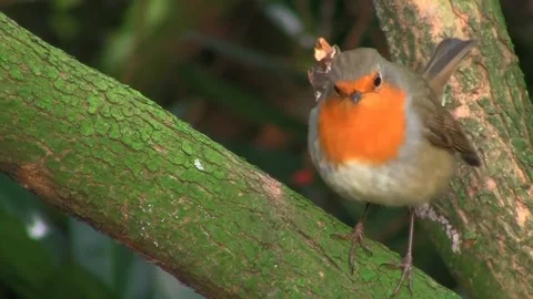 View of the red robin Stock Footage 237261741