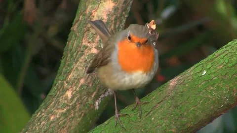 View of the red robin Stock Footage 237261742