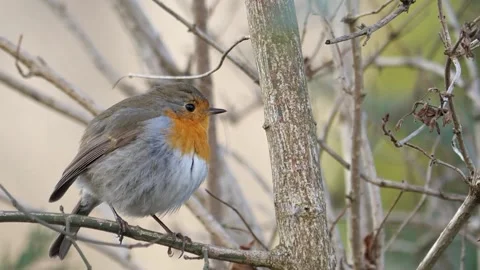 View of the red robin Stock Footage 237261918