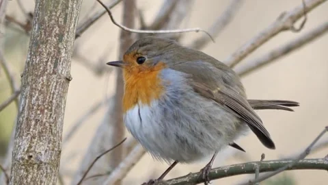 View of the red robin Stock Footage 237261993